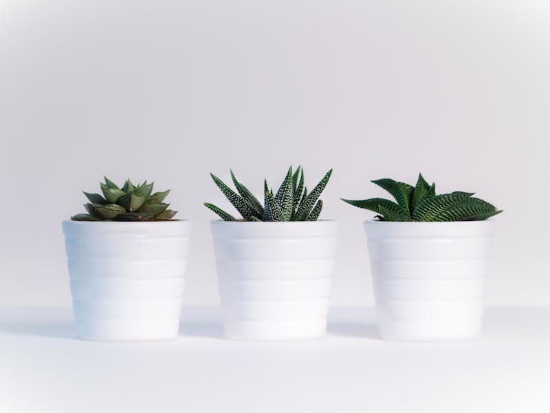 Balcony garden