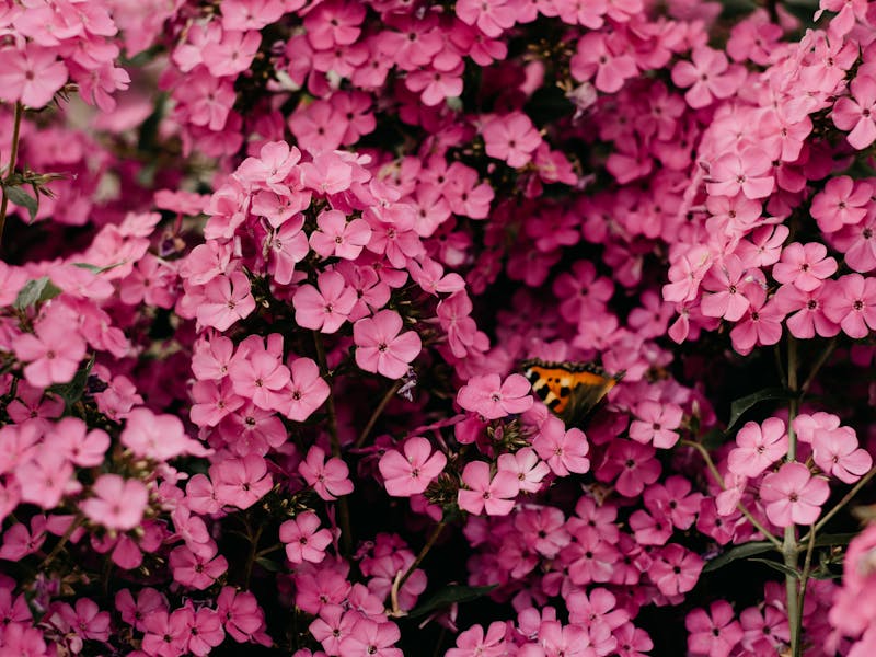 Healthy plant