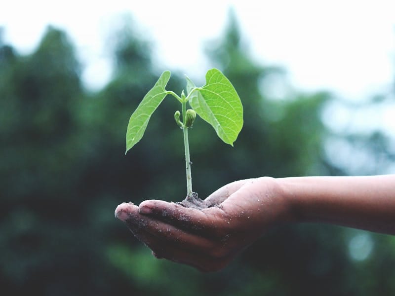 Seedlings