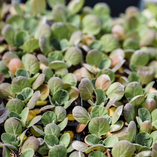 PotsAlive Microgreens Kit: two 9-inch trays with seeds