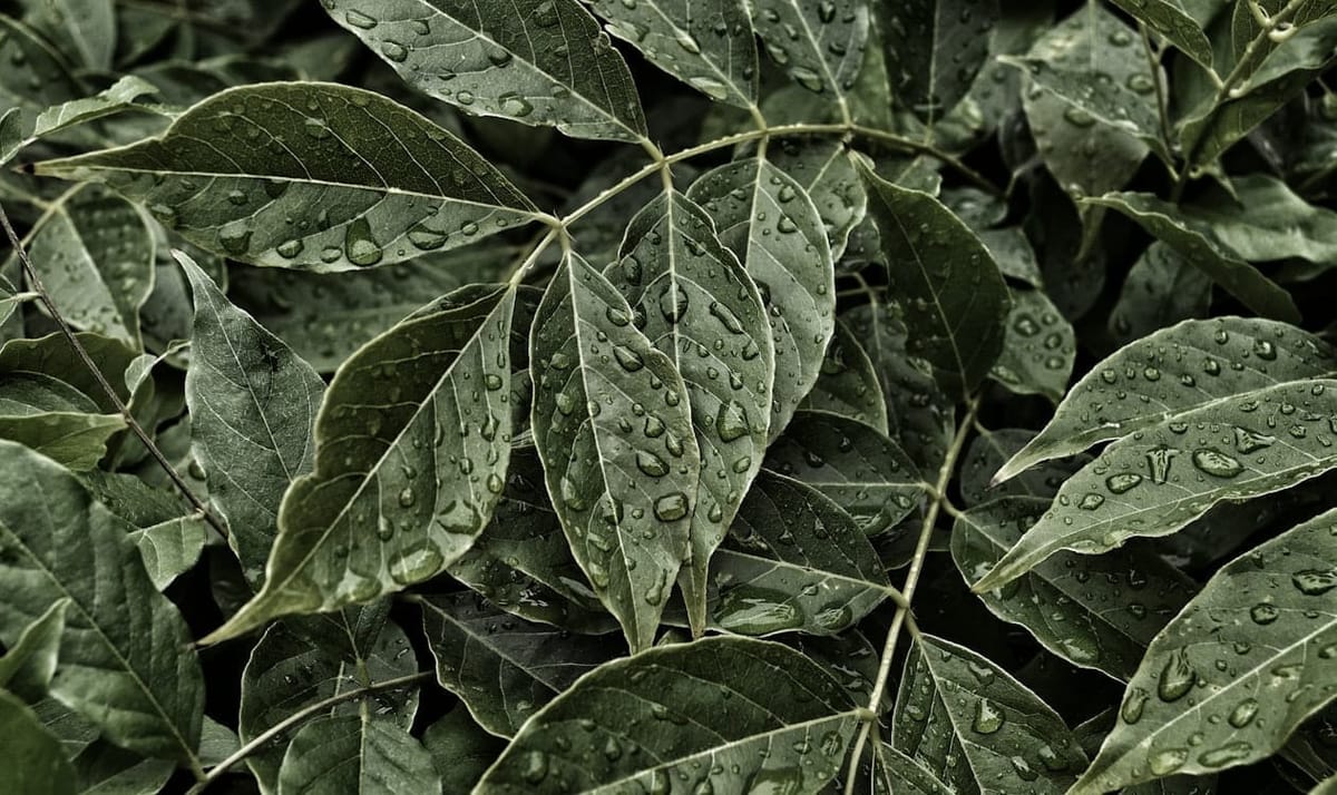 Curry Leaf Plant Care: A Practical Guide for Indian Homes