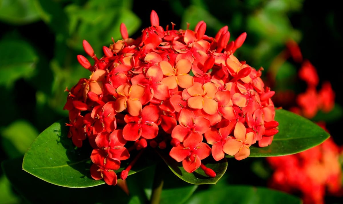 Ixora Care Guide: Why It Stops Flowering and How to Fix It