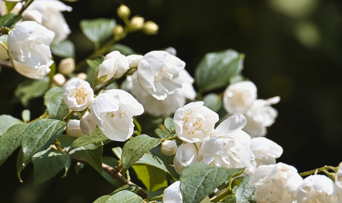 Mogra Care Guide: How to Get Your Jasmine to Flower Every Summer