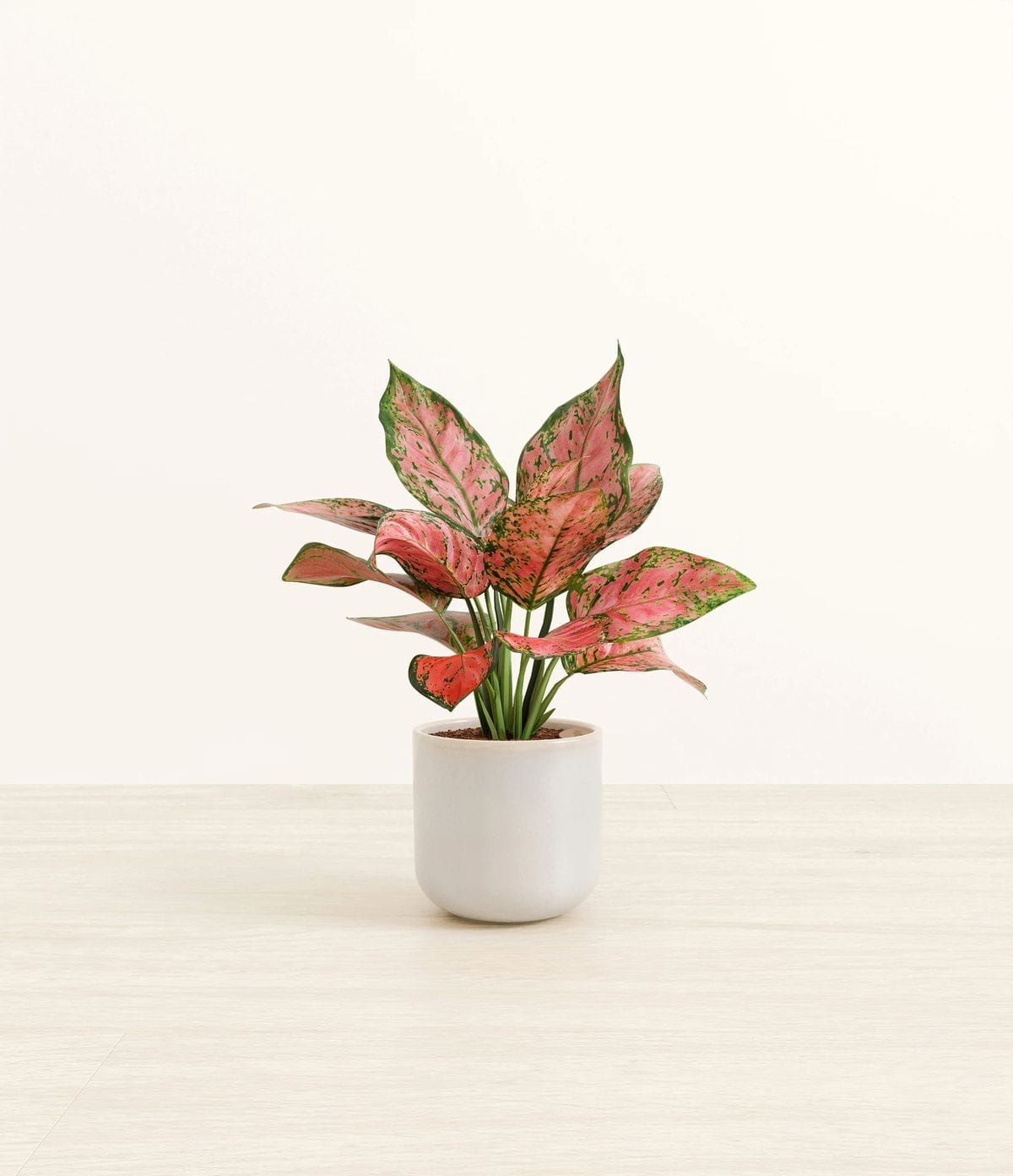 Aglaonema Care Guide: India's Most Popular Office Plant