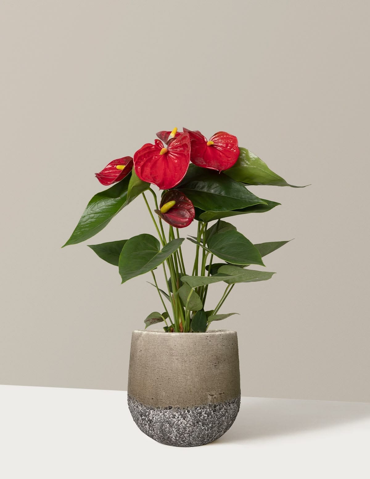 Anthurium Care Guide: How to Get It to Keep Flowering