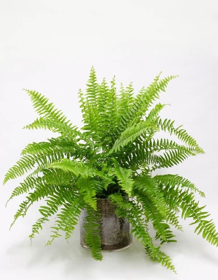 Boston Fern Care Guide: The Plant That Wants to Live in Your Bathroom