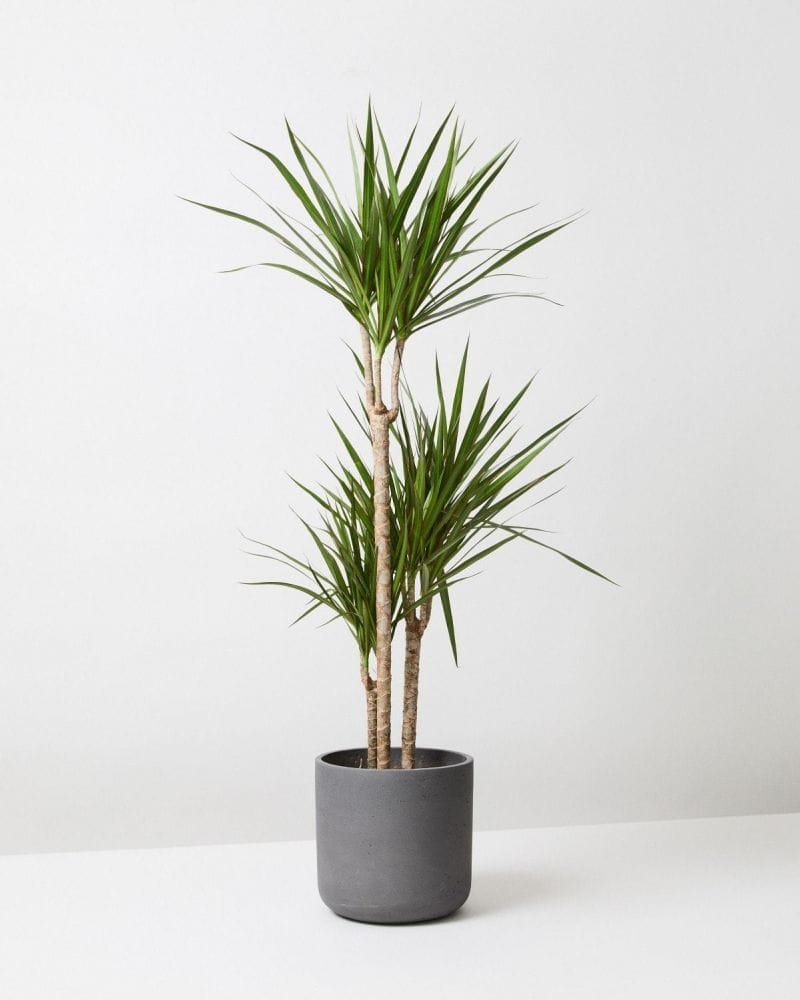 Dracaena Marginata (Dragon Tree) Care in India