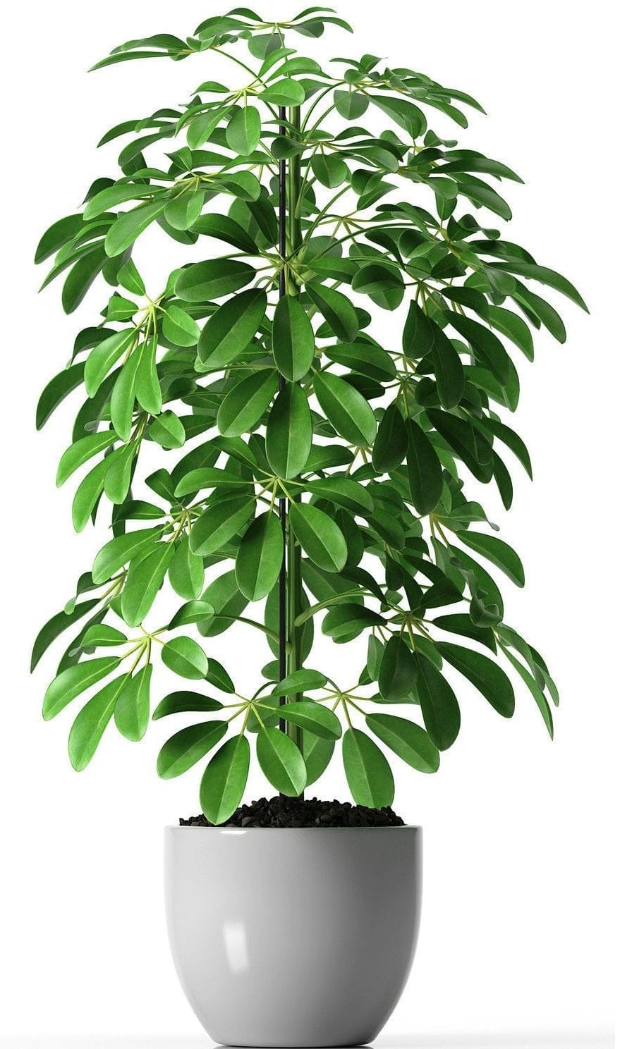 Schefflera Care in India: The Umbrella Plant Guide