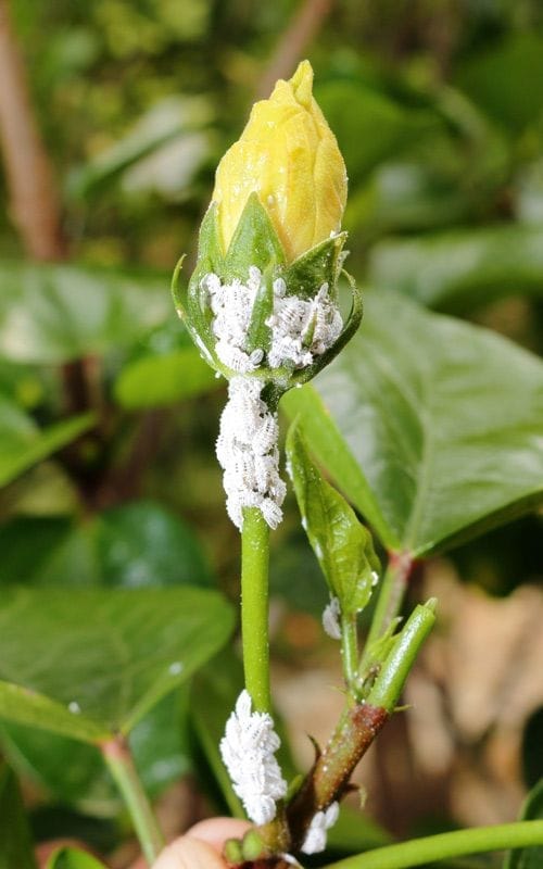 Mealybug Treatment With Neem Oil, Step by Step