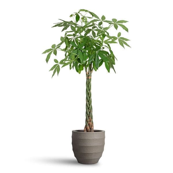 Pachira Aquatica (Money Tree) Care in India: Vastu, Braid, Reality