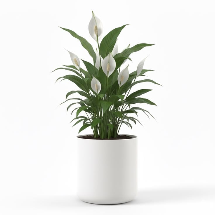 Peace Lily Care Guide: Why It Droops, Why It Won't Flower