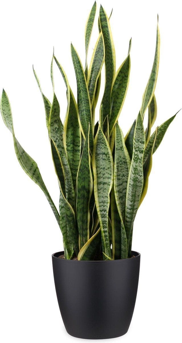 Tall Snake Plant (Sansevieria Laurentii) Care in India