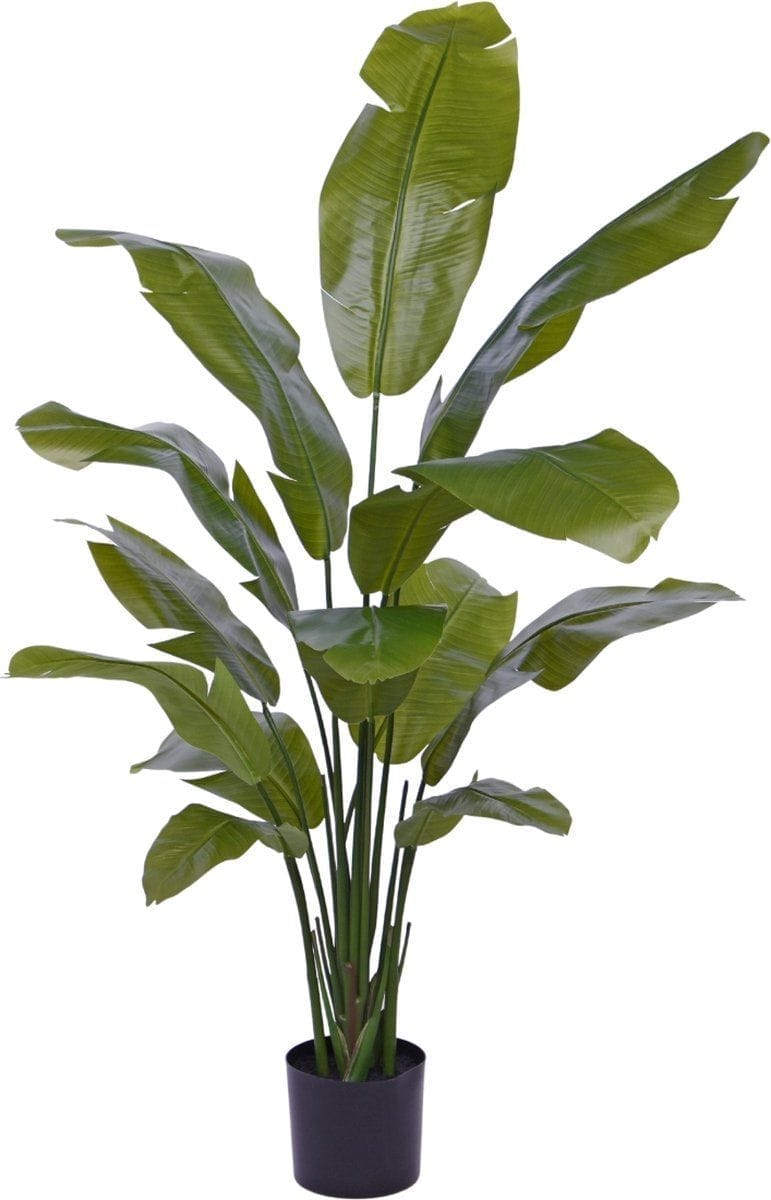 Travelers Palm Care in India: When Ravenala Belongs Indoors