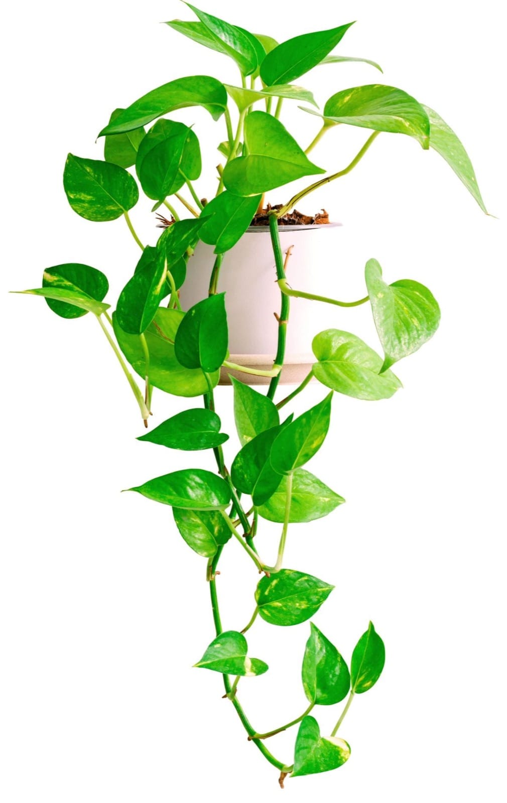 Money Plant Care Guide: How to Grow Pothos Indoors in India