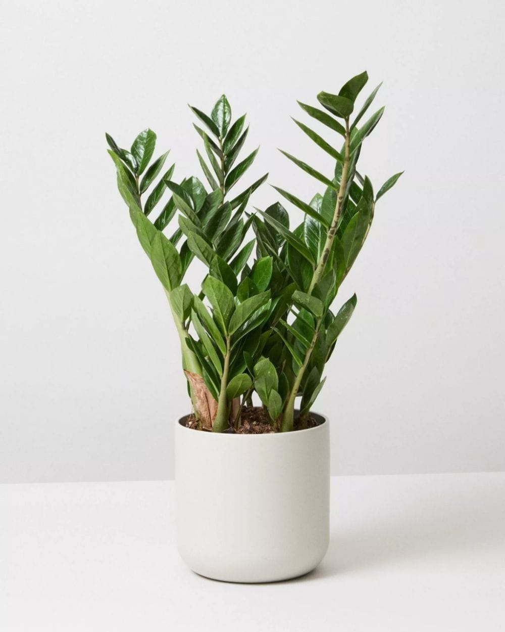 ZZ Plant Care in India: The Large Variety That Becomes Furniture