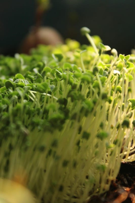 The 8 Microgreens You Should Grow in an Indian Kitchen