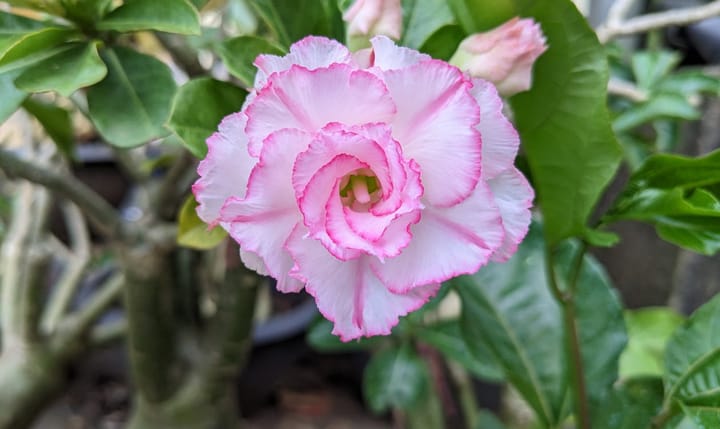 Adenium Care Guide: Growing Desert Rose in India