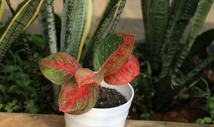 Aglaonema Care Guide: India's Most Popular Office Plant