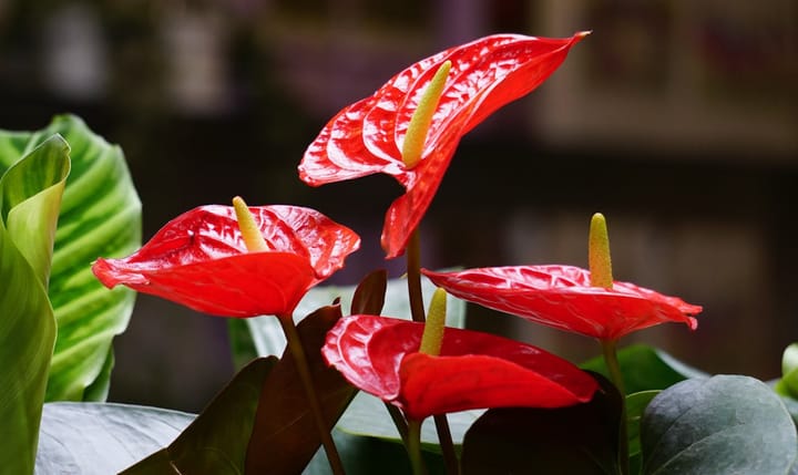 Anthurium Care Guide: How to Get It to Keep Flowering