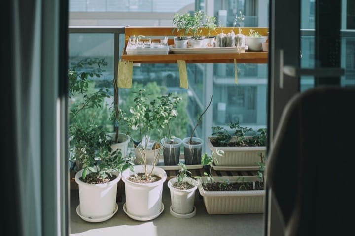 Balcony Garden Starter Guide: From Zero to a Thriving Set-Up