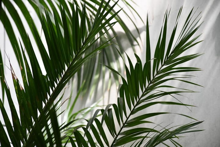 Bamboo Palm Care in India: The Corner-Filler That Tolerates Low Light