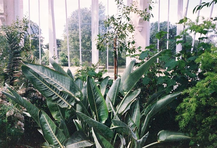 Bird of Paradise Care in India: Strelitzia Nicolai vs Reginae