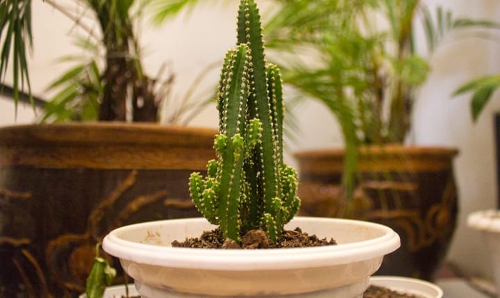 Cactus Care Guide: The Most Murdered Plant in India