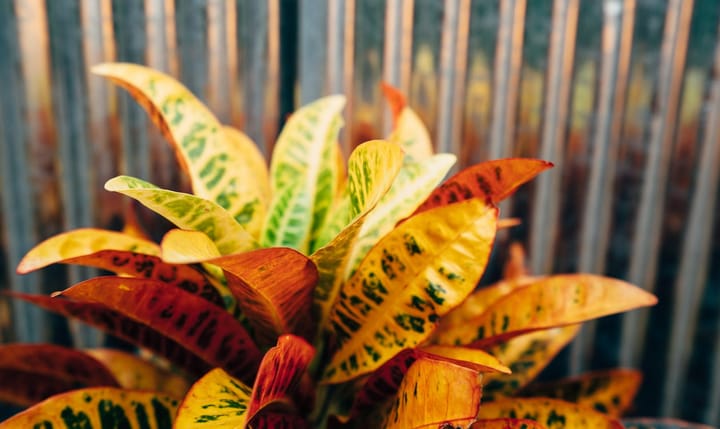 Croton Care Guide: Why the Colours Fade and the Leaves Fall