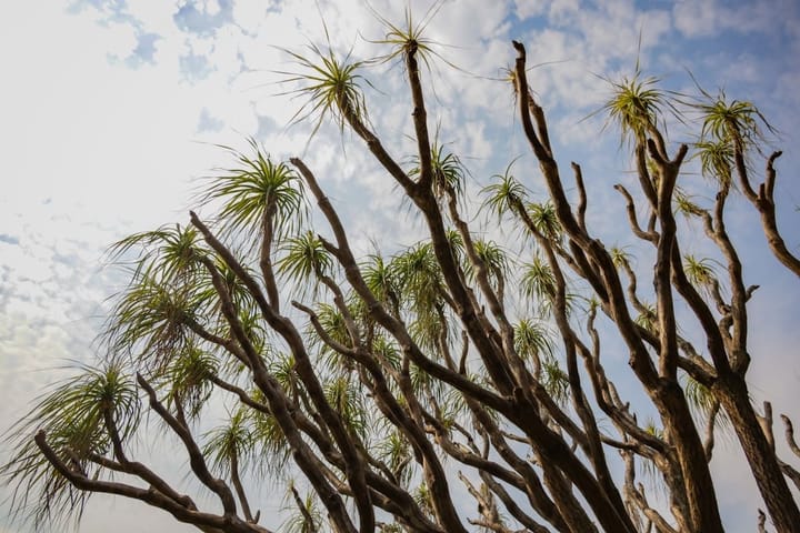 Dracaena Marginata (Dragon Tree) Care in India