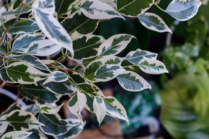 Ficus Benjamina (Weeping Fig) Care in India: Stop the Leaf Drop