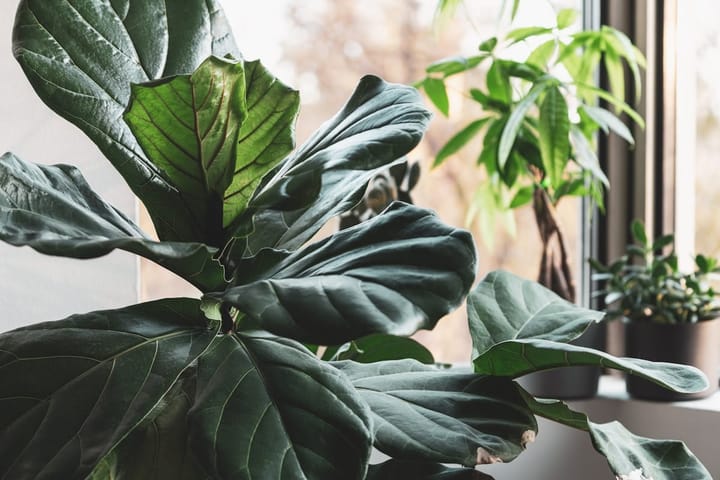 Fiddle Leaf Fig Care in India: The Honest Guide