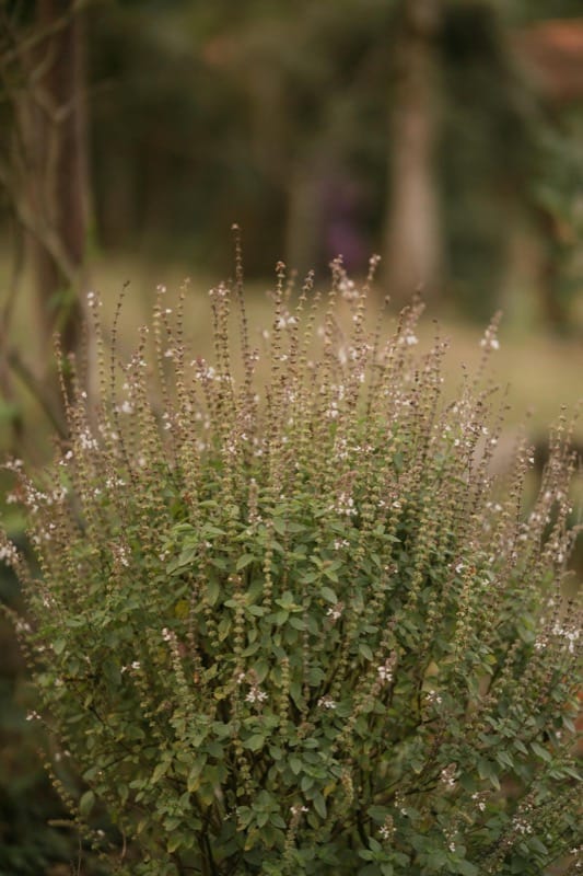 How to Grow Tulsi at Home: From Seed to Harvest