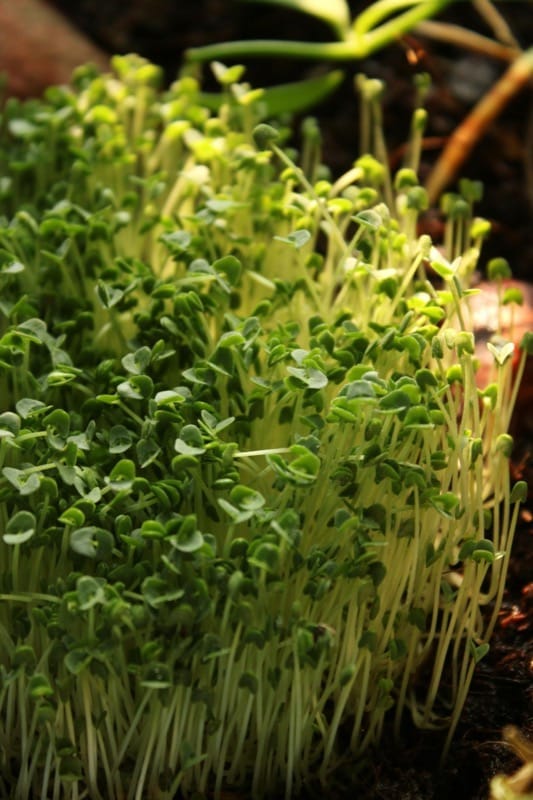 How to Grow Microgreens at Home in 7 Days