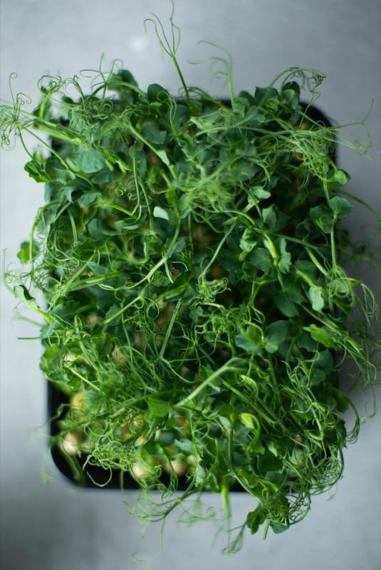 How to Use the PotsAlive Microgreens Kit