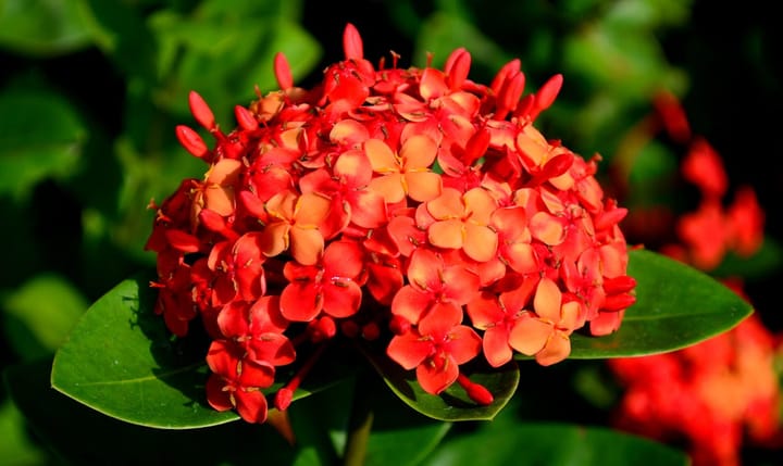 Ixora Care Guide: Why It Stops Flowering and How to Fix It