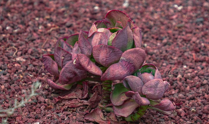 Jade Plant Care Guide: The Succulent That Lives for Decades