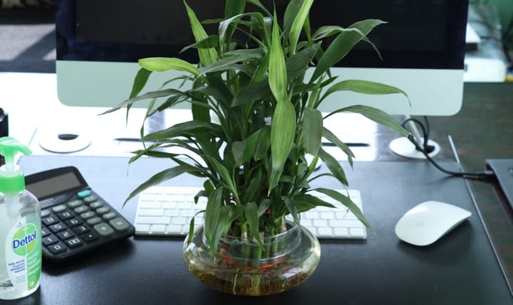 Lucky Bamboo Care Guide: Water, Soil, and Why the Stems Turn Yellow
