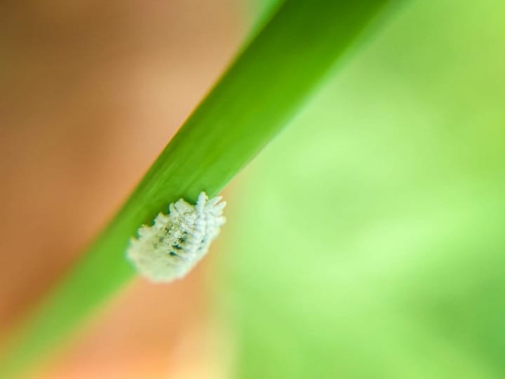 Mealybug Treatment With Neem Oil, Step by Step