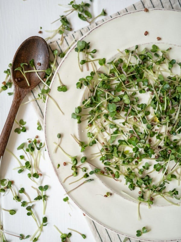 Why Microgreens Are 40 Times More Nutritious Than the Adult Plant