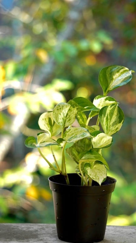 Money Plant Care in India: The Complete Guide