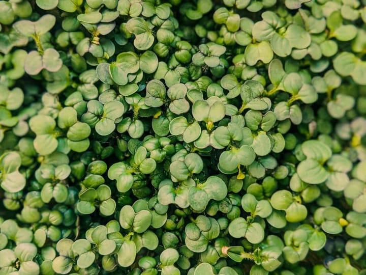 Monsoon Microgreens: Indoor Growing When Nothing Else Works