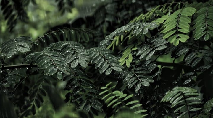 Monsoon Plant Care in India: 7 Things to Skip, 3 to Start