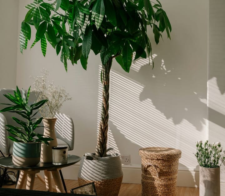 Pachira Aquatica (Money Tree) Care in India: Vastu, Braid, Reality