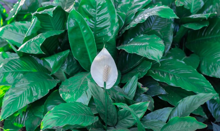 Peace Lily Care Guide: Why It Droops, Why It Won't Flower