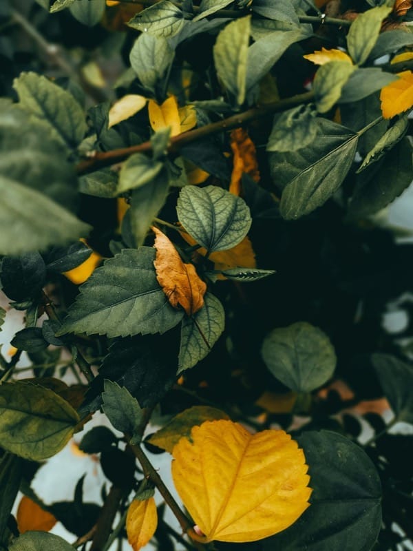Yellow Leaves, Brown Tips, White Spots: A Complete Diagnostic