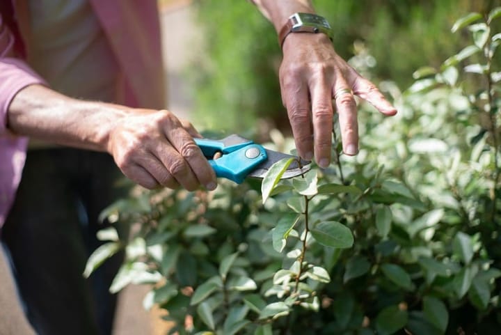 Pre-monsoon Plant Checklist: What to Do in the Two Weeks Before the Rains