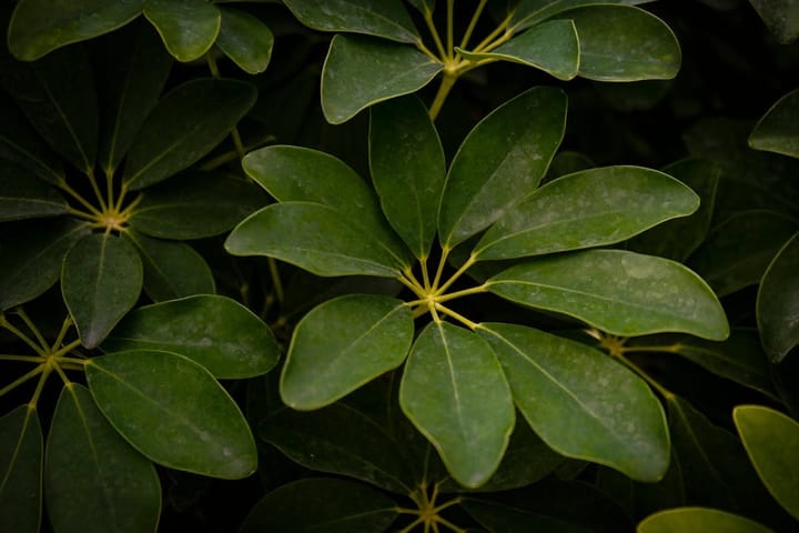 Schefflera Care in India: The Umbrella Plant Guide