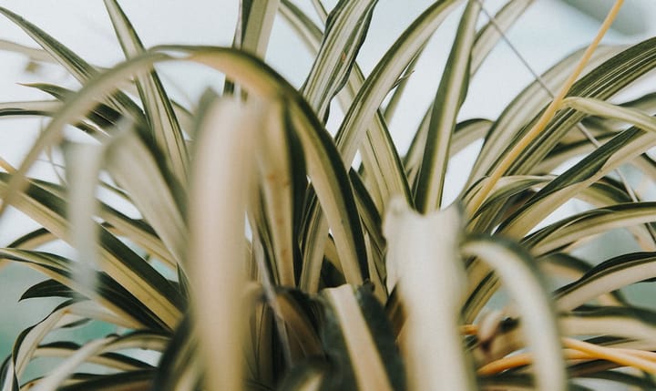 Spider Plant Care Guide: Easy to Grow, Easy to Propagate