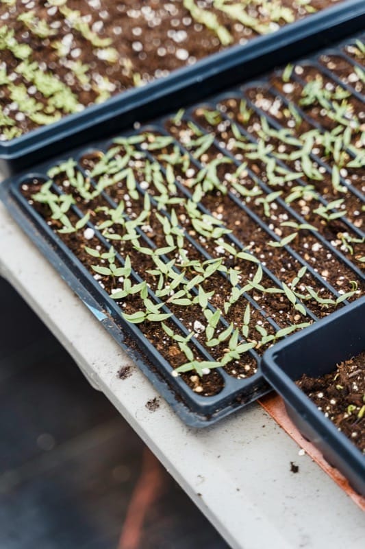 How to Start Chillies From Seeds at Home: The Coco Peat Method