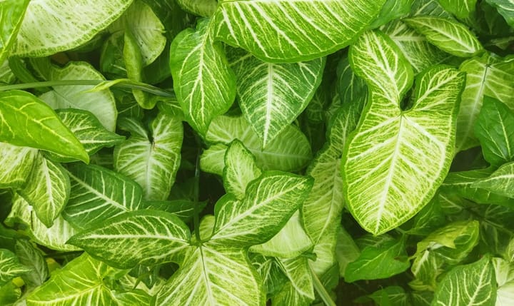 Syngonium Care Guide: The Arrowhead Plant That Changes Shape